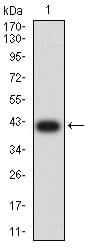 Figure 2:Western blot analysis using CD107b mAb against human CD107b (AA: extra 29-168) recombinant protein. (Expected MW is 41.4 kDa)
