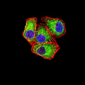 Figure 4:Immunofluorescence analysis of Hela cells using APAF1 mouse mAb (green). Blue: DRAQ5 fluorescent DNA dye. Red: Actin filaments have been labeled with Alexa Fluor- 555 phalloidin. Secondary antibody from Fisher (Cat#: 35503)