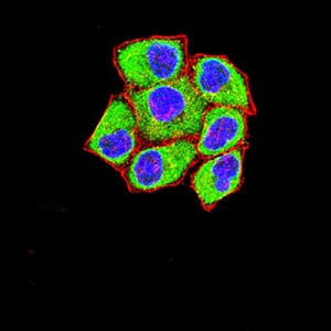 Figure 4:Immunofluorescence analysis of Hela cells using FOLR1 mouse mAb (green). Blue: DRAQ5 fluorescent DNA dye. Red: Actin filaments have been labeled with Alexa Fluor- 555 phalloidin. Secondary antibody from Fisher (Cat#: 35503)