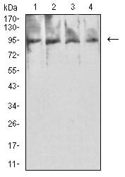 Figure 4:Western blot analysis using PSMA mouse mAb against Hela (1), MCF-7 (2), HCT116 (3), and GC-7901 (4) cell lysate.