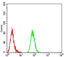 Figure 5:Flow cytometric analysis of Hela cells using BTN2A2 mouse mAb (green) and negative control (red).