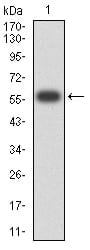 Figure 1:Western blot analysis using CD1B mAb against human CD1B (AA: extra 18-303) recombinant protein. (Expected MW is 57.1 kDa)