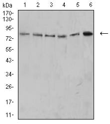 Figure 3:Western blot analysis using PD1 mouse mAb against MOLT4 (1), K562 (2), Ramos (3), HL-60 (4), THP-1 (5), and U937 (6) cell lysate.