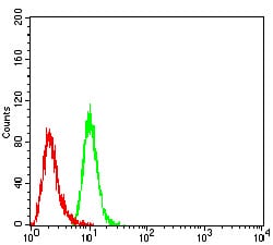 Figure 4:Flow cytometric analysis of Hela cells using P2RY2 mouse mAb (green) and negative control (red).