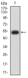 Figure 2:Western blot analysis using CD335 mAb against human CD335 (AA: extra 22-258) recombinant protein. (Expected MW is 52.8 kDa)