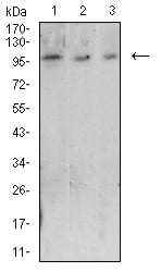 Figure 4:Western blot analysis using CD223 mouse mAb against Raji (1), Ramos (2), and MOLT4 (3) cell lysate.