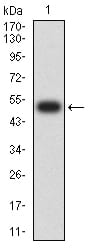 Figure 2:Western blot analysis using CHRNE mAb against human CHRNE (AA: extra 21-239) recombinant protein. (Expected MW is 50.1 kDa)