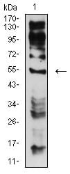 Figure 4:Western blot analysis using CHRNE mouse mAb against C6 (1) cell lysate.