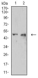 Figure 4:Western blot analysis using CD54 mouse mAb against C6 (1) and HUVEC (2) cell lysate.