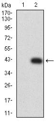 Figure 3:Western blot analysis using BTLA mAb against HEK293 (1) and BTLA (AA: 179-289)-hIgGFc transfected HEK293 (2) cell lysate.