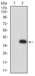 Figure 3:Western blot analysis using CCL4 mAb against HEK293 (1) and CCL4 (AA: 24-92)-hIgGFc transfected HEK293 (2) cell lysate.