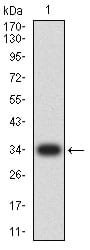 Figure 2:Western blot analysis using CCL4 mAb against human CCL4 (AA: 24-92) recombinant protein. (Expected MW is 33.8 kDa)
