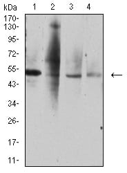 Figure 4:Western blot analysis using TNFRSF10D mouse mAb against A549 (1), HL-60 (2), MOLT4 (3), and CHO3D10 (4) cell lysate.