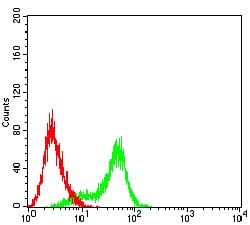 Figure 4:Flow cytometric analysis of HL-60 cells using TIM3 mouse mAb (green) and negative control (red).