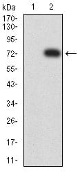 Figure 3:Western blot analysis using CD329 mAb against HEK293 (1) and CD329 (AA: extra 18–348)-hIgGFc transfected HEK293 (2) cell lysate.