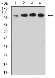 Figure 4:Western blot analysis using CD106 mouse mAb against COS7 (1), MCF-7 (2), HepG2 (3), and Hela (4) cell lysate.