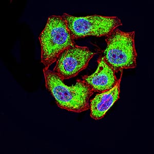 Figure 5:Immunofluorescence analysis of Hela cells using CD46 mouse mAb (green). Blue: DRAQ5 fluorescent DNA dye. Red: Actin filaments have been labeled with Alexa Fluor- 555 phalloidin. Secondary antibody from Fisher (Cat#: 35503)