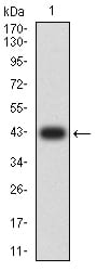 Figure 2:Western blot analysis using CD46 mAb against human CD46 (AA: extra 35-179) recombinant protein. (Expected MW is 42.4 kDa)