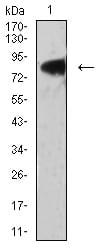 Figure 4:Western blot analysis using LRP3 mouse mAb against PANC-1 (1) cell lysate.