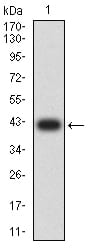 Figure 2:Western blot analysis using LRP3 mAb against human LRP3 (AA: extra 43-184) recombinant protein. (Expected MW is 41.7 kDa)