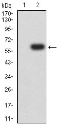 Figure 3:Western blot analysis using CD87 mAb against HEK293 (1) and CD87 (AA: 23-305)-hIgGFc transfected HEK293 (2) cell lysate.