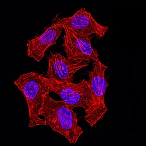 Figure 5:Immunofluorescence analysis of Hela cells using NAGR1 mouse mAb (green). Blue: DRAQ5 fluorescent DNA dye.