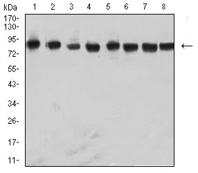 Figure 4:Western blot analysis using NAGR1 mouse mAb against Raji (1), Hela (2), NIH/3T3 (3), A431 (4), A549 (5), HepG2 (6), PC-12 (7), and U251 (8) cell lysate.