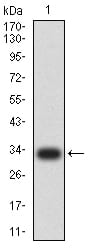 Figure 2:Western blot analysis using TNFRSF12A mAb against human TNFRSF12A (AA: extra 28-80) recombinant protein. (Expected MW is 31.6 kDa)