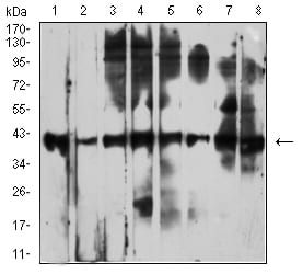 Figure 4:Western blot analysis using CD53 mouse mAb against Raji (1), Ramos (2), Jurkat (3), MOLT4 (4), K562 (5), HL-60 (6), THP-1 (7), and U937 (8) cell lysate.