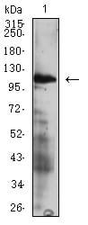 Figure 5:Western blot analysis using CD49D mouse mAb against HL-60 (1) cell lysate.