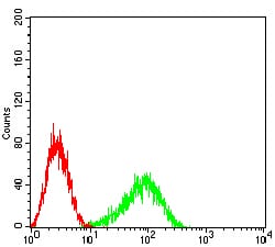 Figure 4:Flow cytometric analysis of HL-60 cells using FCGRT mouse mAb (green) and negative control (red).