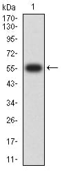 Figure 2:Western blot analysis using FCGRT mAb against human FCGRT (AA: extra 24-297) recombinant protein. (Expected MW is 56.3 kDa)