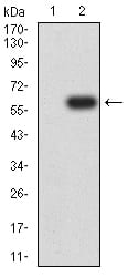 Figure 3:Western blot analysis using FCGRT mAb against HEK293 (1) and FCGRT (AA: extra 24-297)-hIgGFc transfected HEK293 (2) cell lysate.