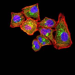 Figure 4:Immunofluorescence analysis of Hela cells using CLL1 mouse mAb (green). Blue: DRAQ5 fluorescent DNA dye. Red: Actin filaments have been labeled with Alexa Fluor- 555 phalloidin. Secondary antibody from Fisher (Cat#: 35503)