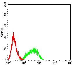 Figure 4:Flow cytometric analysis of HL-60 cells using RAB27B mouse mAb (green) and negative control (red).