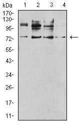 Figure 4:Western blot analysis using CD120B mouse mAb against SK-BR-3 (1), C2C12 (2), MOLT4 (3), and T47D (4) cell lysate.