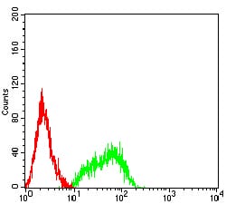 Figure 4:Flow cytometric analysis of HL-60 cells using LRP8 mouse mAb (green) and negative control (red).