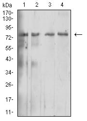 Figure 4:Western blot analysis using IL10RB mouse mAb against Hela (1), Jurkat (2), Ramos (3), and Raji (4) cell lysate.