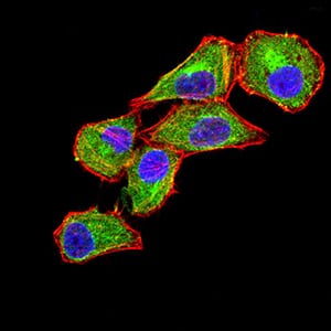 Figure 4:Immunofluorescence analysis of Hela cells using CD370 mouse mAb (green). Blue: DRAQ5 fluorescent DNA dye. Red: Actin filaments have been labeled with Alexa Fluor- 555 phalloidin. Secondary antibody from Fisher (Cat#: 35503)