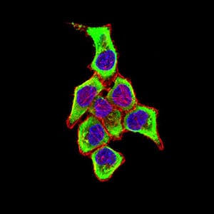 Figure 5:Immunofluorescence analysis of Hela cells using CD169 mouse mAb (green). Blue: DRAQ5 fluorescent DNA dye. Red: Actin filaments have been labeled with Alexa Fluor- 555 phalloidin. Secondary antibody from Fisher (Cat#: 35503)