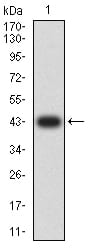 Figure 2:Western blot analysis using TNFRSF10B mAb against human TNFRSF10B (AA: extra 56-210) recombinant protein. (Expected MW is 43 kDa)