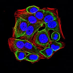 Figure 6:Immunofluorescence analysis of Hela cells using CD322 mouse mAb (green). Blue: DRAQ5 fluorescent DNA dye. Red: Actin filaments have been labeled with Alexa Fluor- 555 phalloidin. Secondary antibody from Fisher (Cat#: 35503)