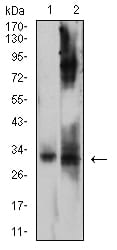 Figure 4:Western blot analysis using CD322 mouse mAb against Ramos (1) and HepG2 (2) cell lysate.