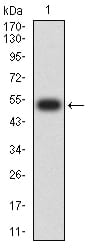 Figure 2:Western blot analysis using CD322 mAb against human CD322 (AA: extra 29-238) recombinant protein. (Expected MW is 53.3 kDa)