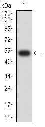 Figure 2:Western blot analysis using CD127 mAb against human CD127 (AA: extra 21-239) recombinant protein. (Expected MW is 51 kDa)