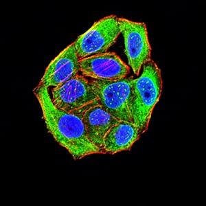 Figure 4:Immunofluorescence analysis of Hela cells using CD172G mouse mAb (green). Blue: DRAQ5 fluorescent DNA dye. Red: Actin filaments have been labeled with Alexa Fluor- 555 phalloidin. Secondary antibody from Fisher (Cat#: 35503)