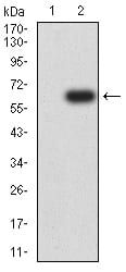 Figure 3:Western blot analysis using CD172G mAb against HEK293 (1) and CD172G (AA: extra 29-360)-hIgGFc transfected HEK293 (2) cell lysate.