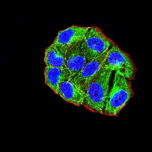 Figure 4:Immunofluorescence analysis of Hela cells using CD156 mouse mAb (green). Blue: DRAQ5 fluorescent DNA dye. Red: Actin filaments have been labeled with Alexa Fluor- 555 phalloidin. Secondary antibody from Fisher (Cat#: 35503)