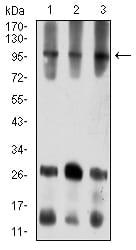 Figure 4:Western blot analysis using ATXN1 mouse mAb against COS7 (1), NIH/3T3 (2), and HL-60 (3) cell lysate.