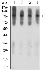 Figure 4:Western blot analysis using ATXN1 mouse mAb against C6 (1), COS7 (2), NIH/3T3 (3), and HL-60 (4) cell lysate.